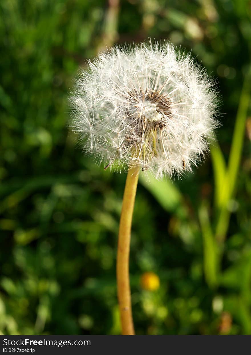 Color photo of a dandelion on a background of green grass