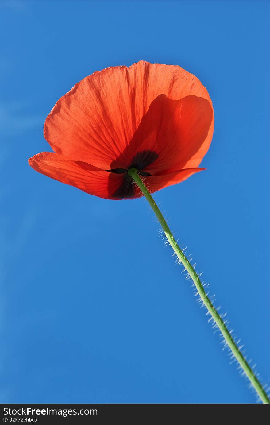 Poppy on sky background. Nature composition. Poppy on sky background. Nature composition.