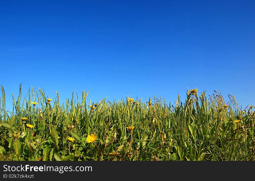 Grass under sky