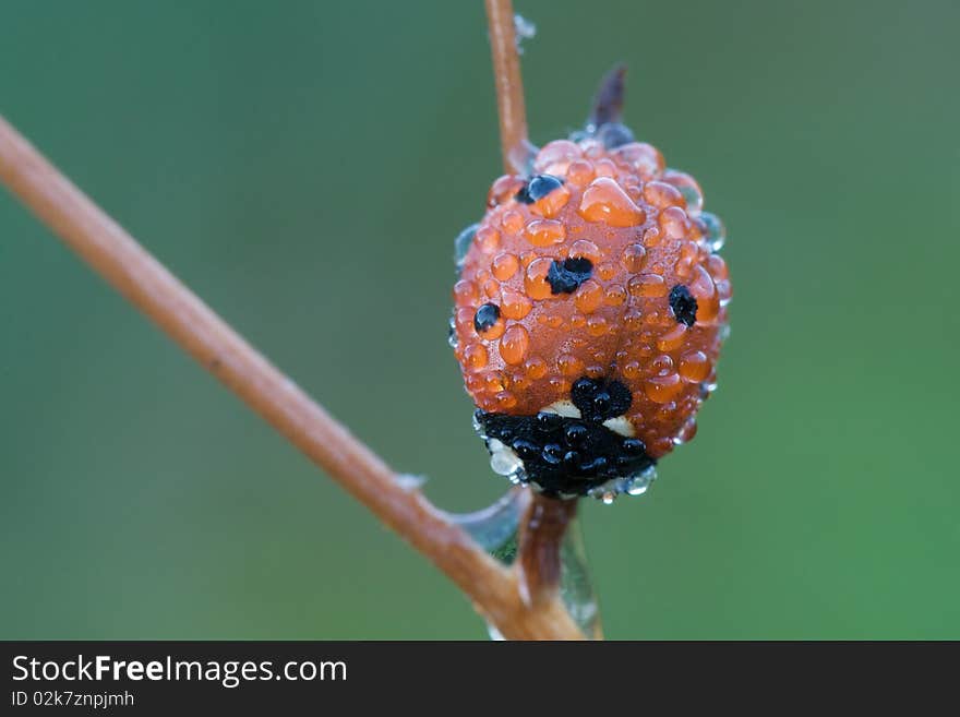 Ladybug