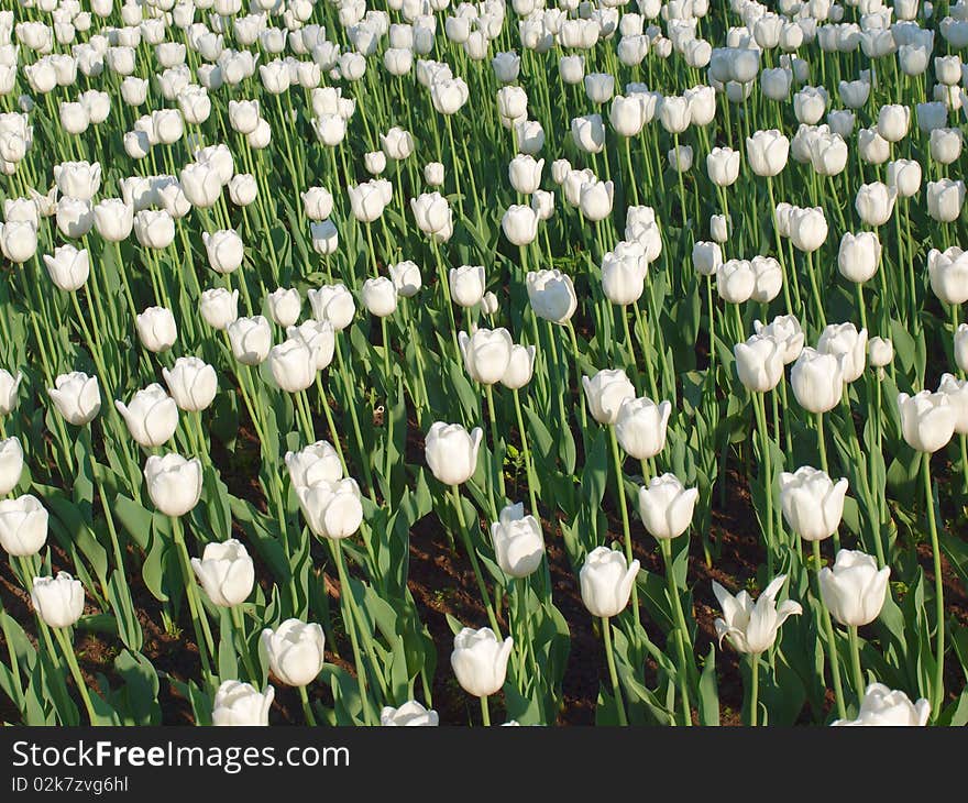 Tulips in a big field