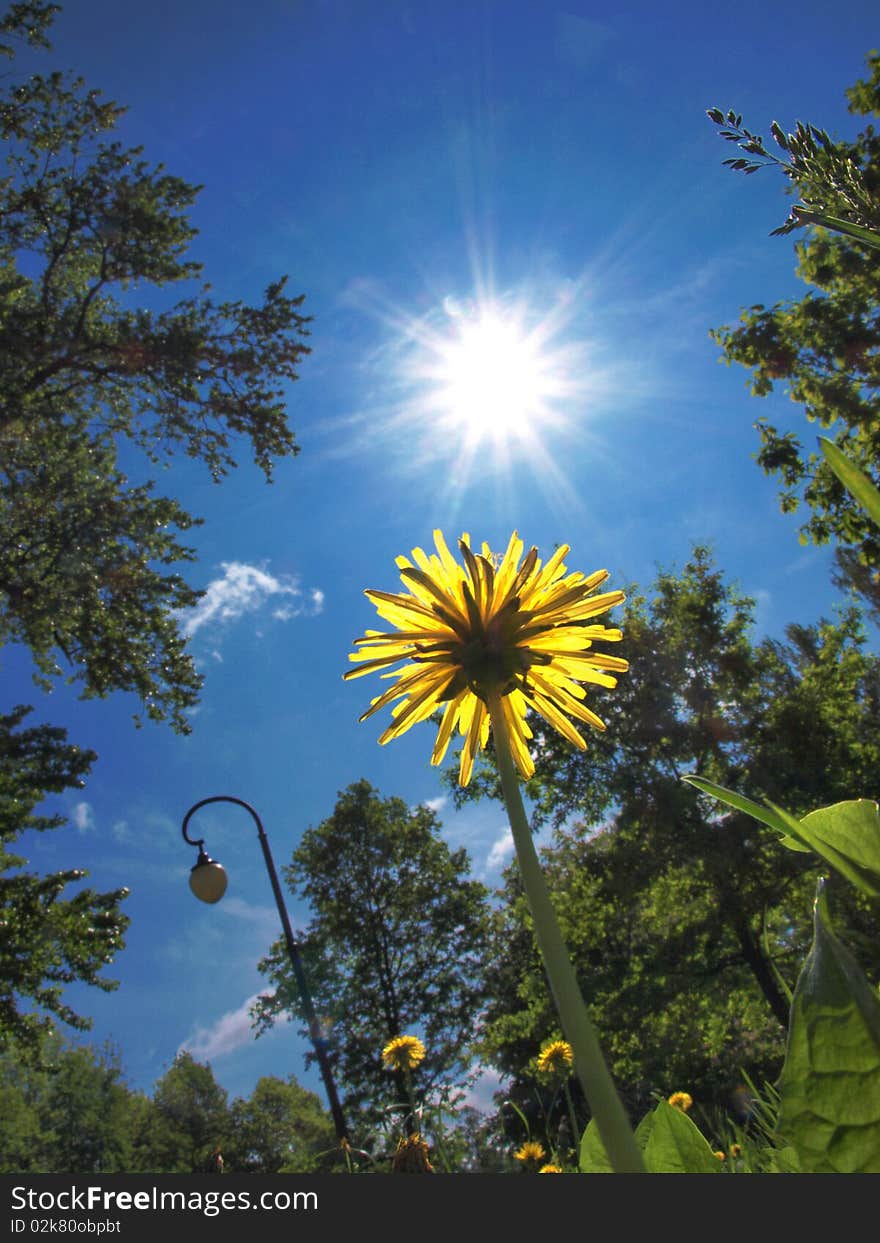 Yellow flower and blue sky