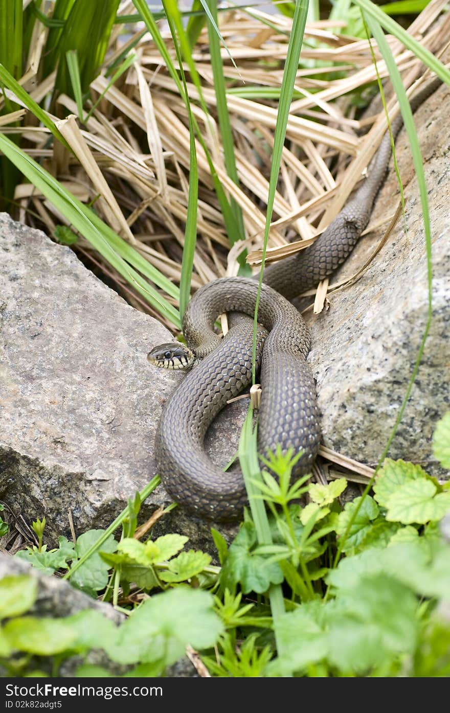 Water snake