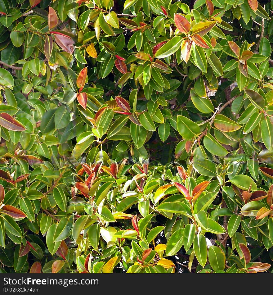 Red And Grenn Leaves