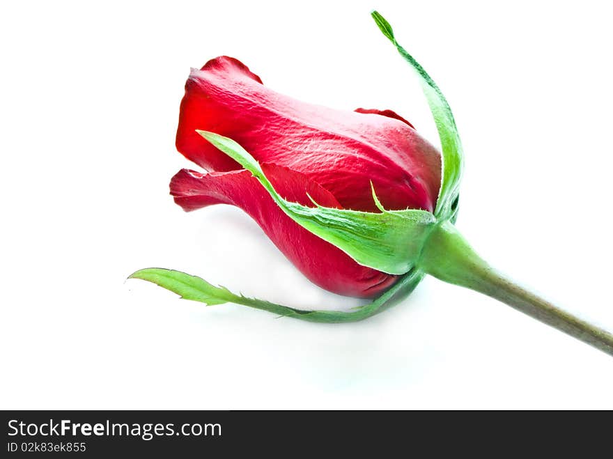 Red rose with green leaf macro closeup on white background