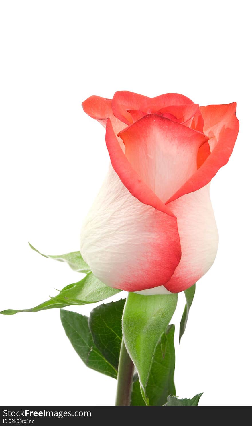 Red rose with green leaf macro closeup on white background