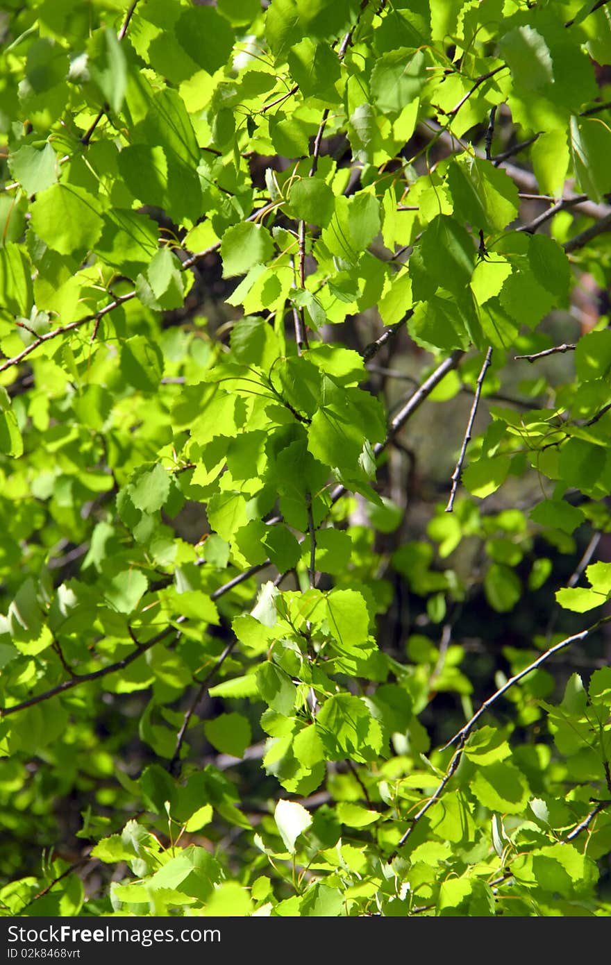 Spring green fresh birch leaves. Spring green fresh birch leaves