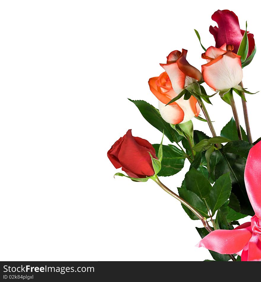 Flower rose with  pink bowknot isolated over white