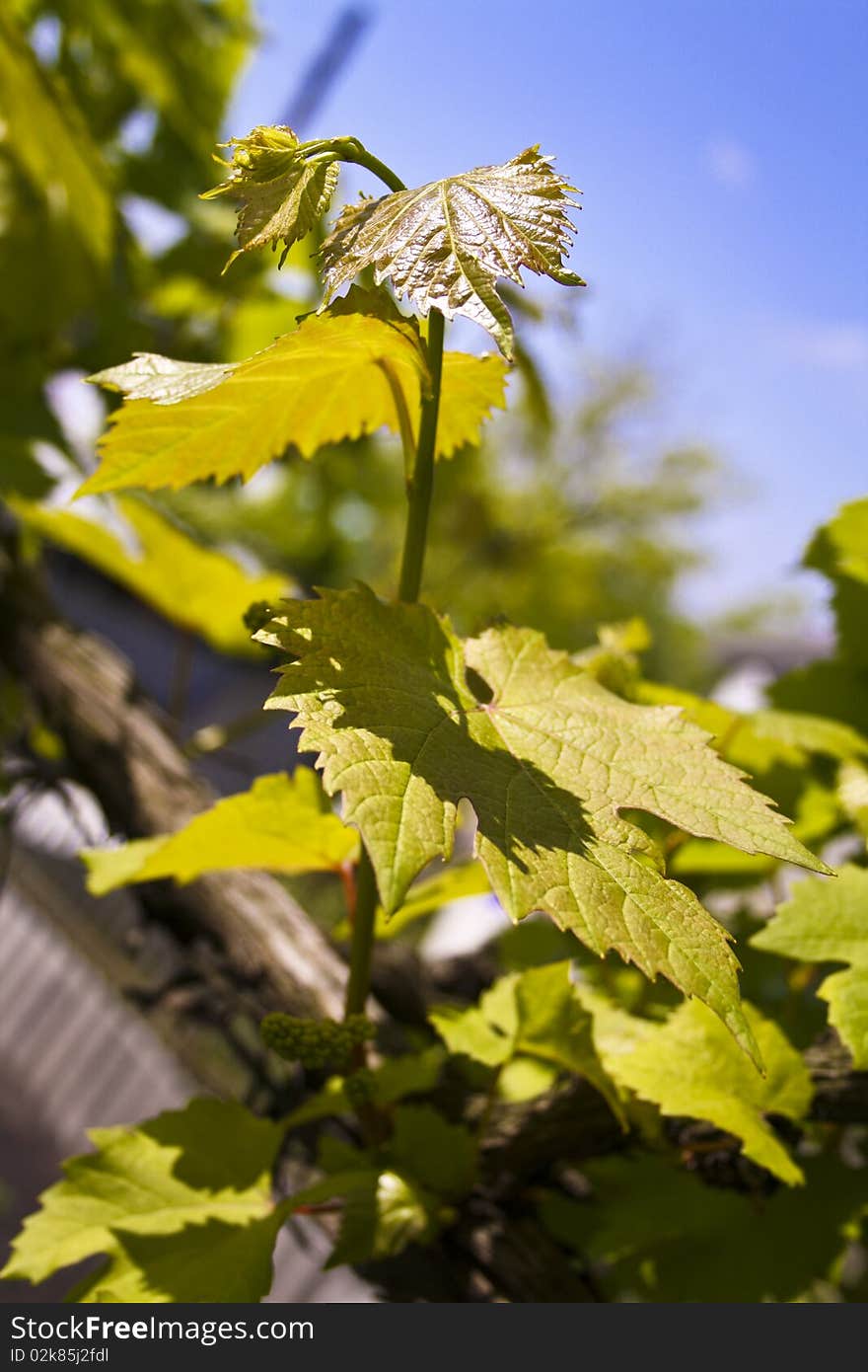 Grape branch against the sky and unripe grapes. Grape branch against the sky and unripe grapes