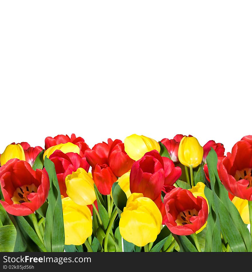 Red and yellow tulips with green leafs isolated over white