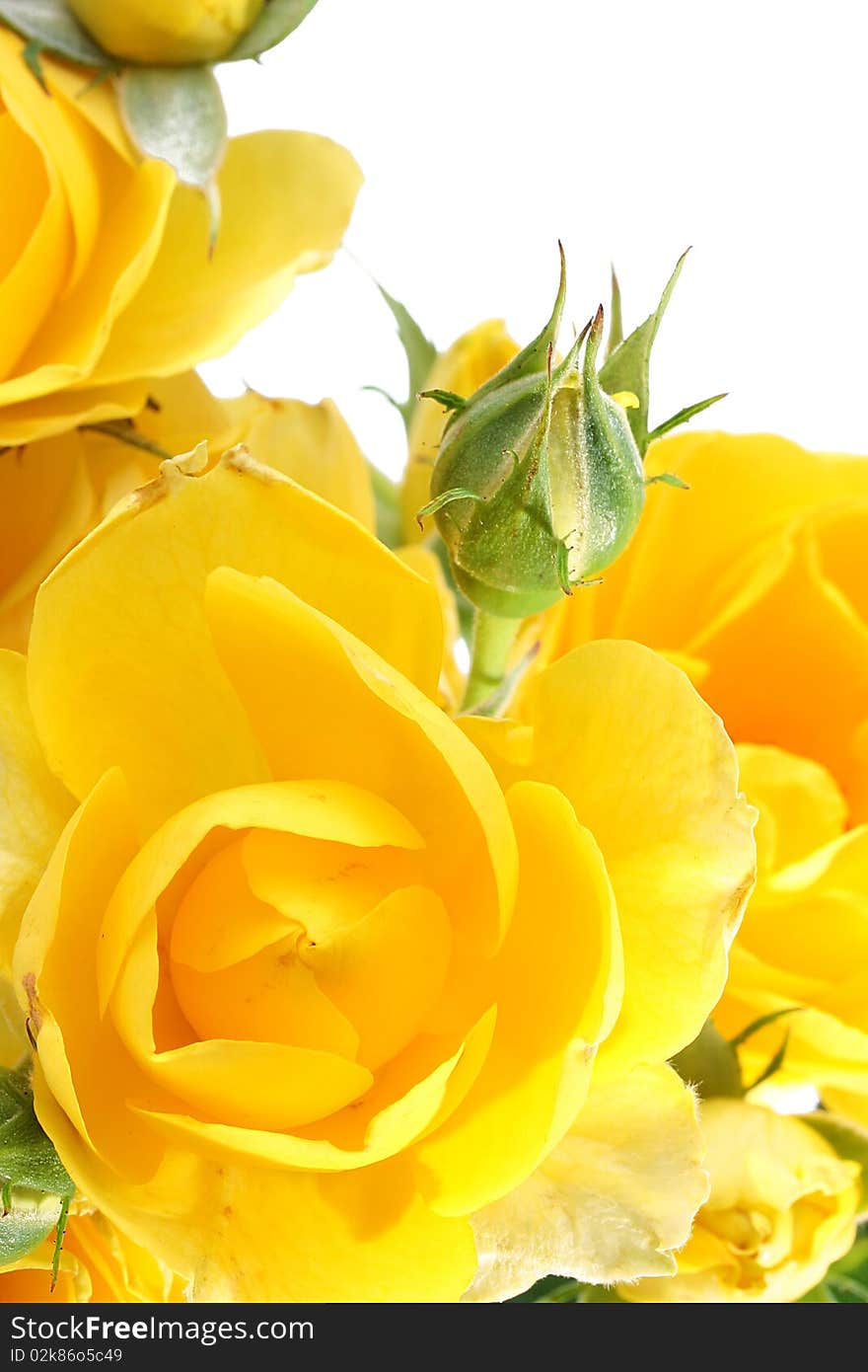 Yellow roses with not dismissed buds on a white background.