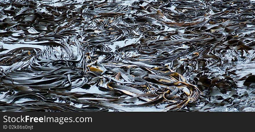 Bull kelp Seaweeds in the ocean