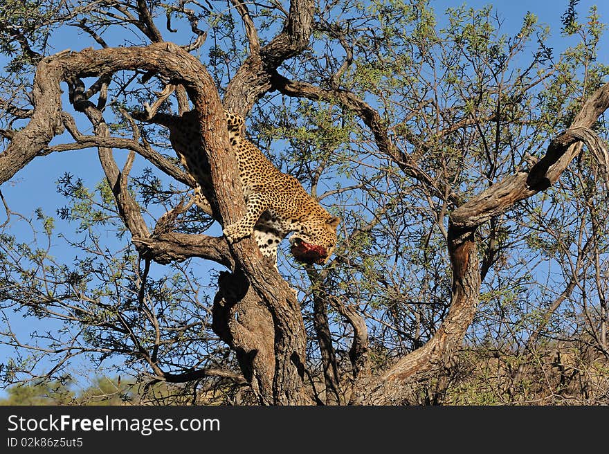 Namibie Leopard