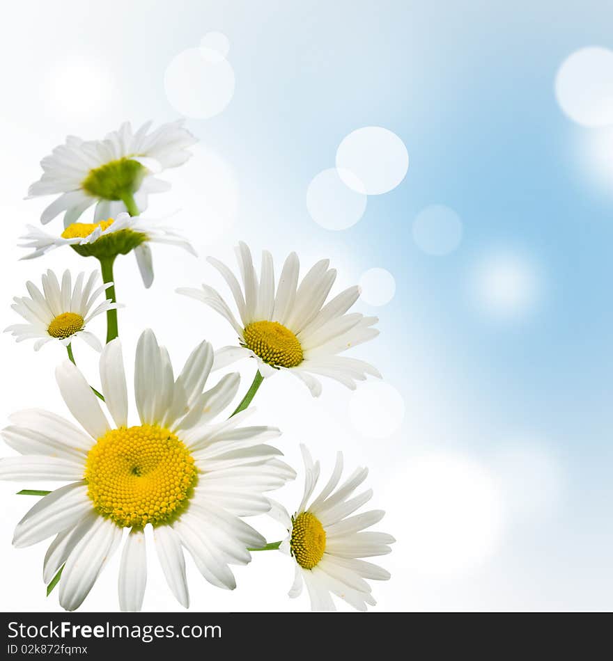 White daisywheels on blue background