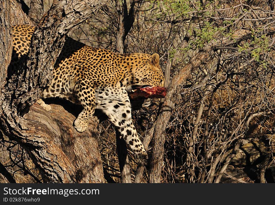 Namibie leopard