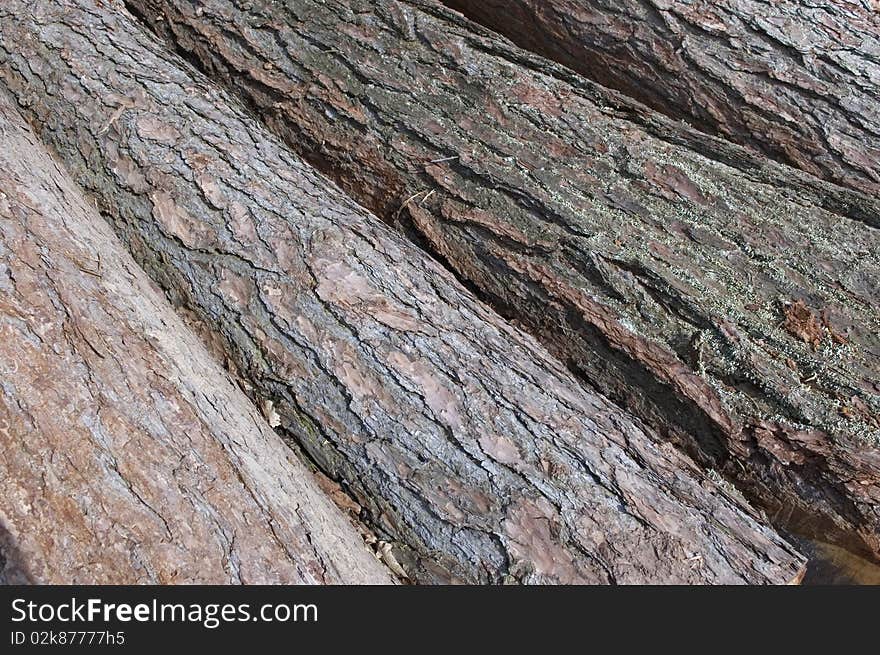 Cut wood. Texture of felled spruce stems. Cut wood. Texture of felled spruce stems.