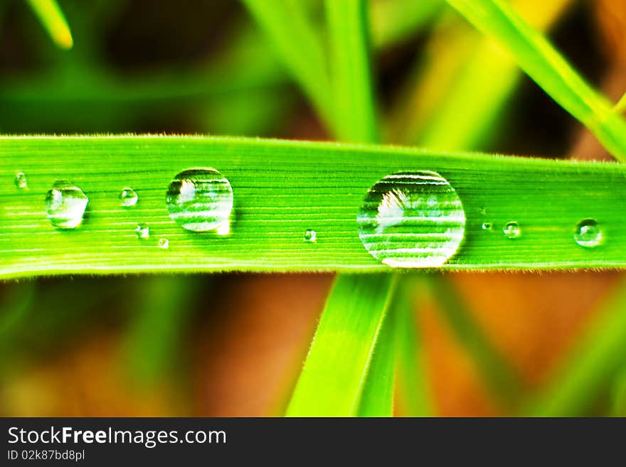 Plants for natural background, fluffy wild plant grouped in sunny day