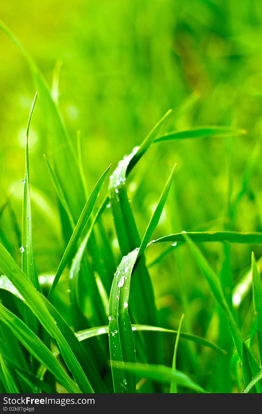 Plants for natural background, fluffy wild plant grouped in sunny day