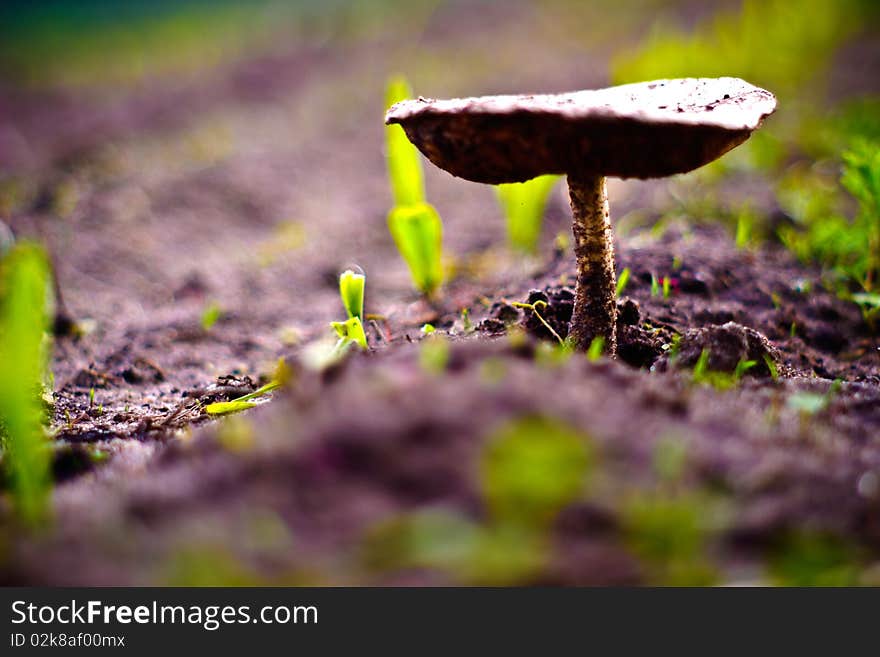 Forest mushroom in moss after bir longtime rain