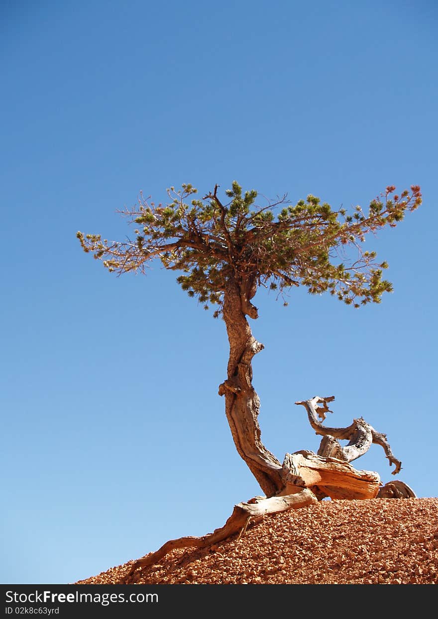 A bristlecone pine tree growing along the Peekaboo trail at Bryce canyon. A bristlecone pine tree growing along the Peekaboo trail at Bryce canyon