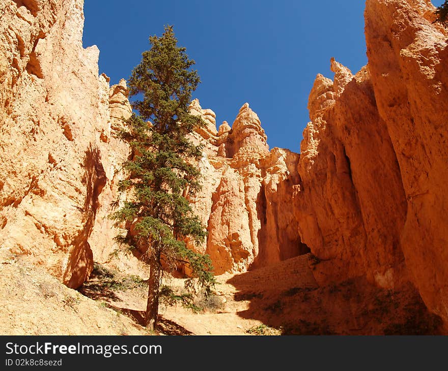 View of a lodgepole pine, hoodoos and cliffs along the trail at Bryce canyon, Ut. View of a lodgepole pine, hoodoos and cliffs along the trail at Bryce canyon, Ut