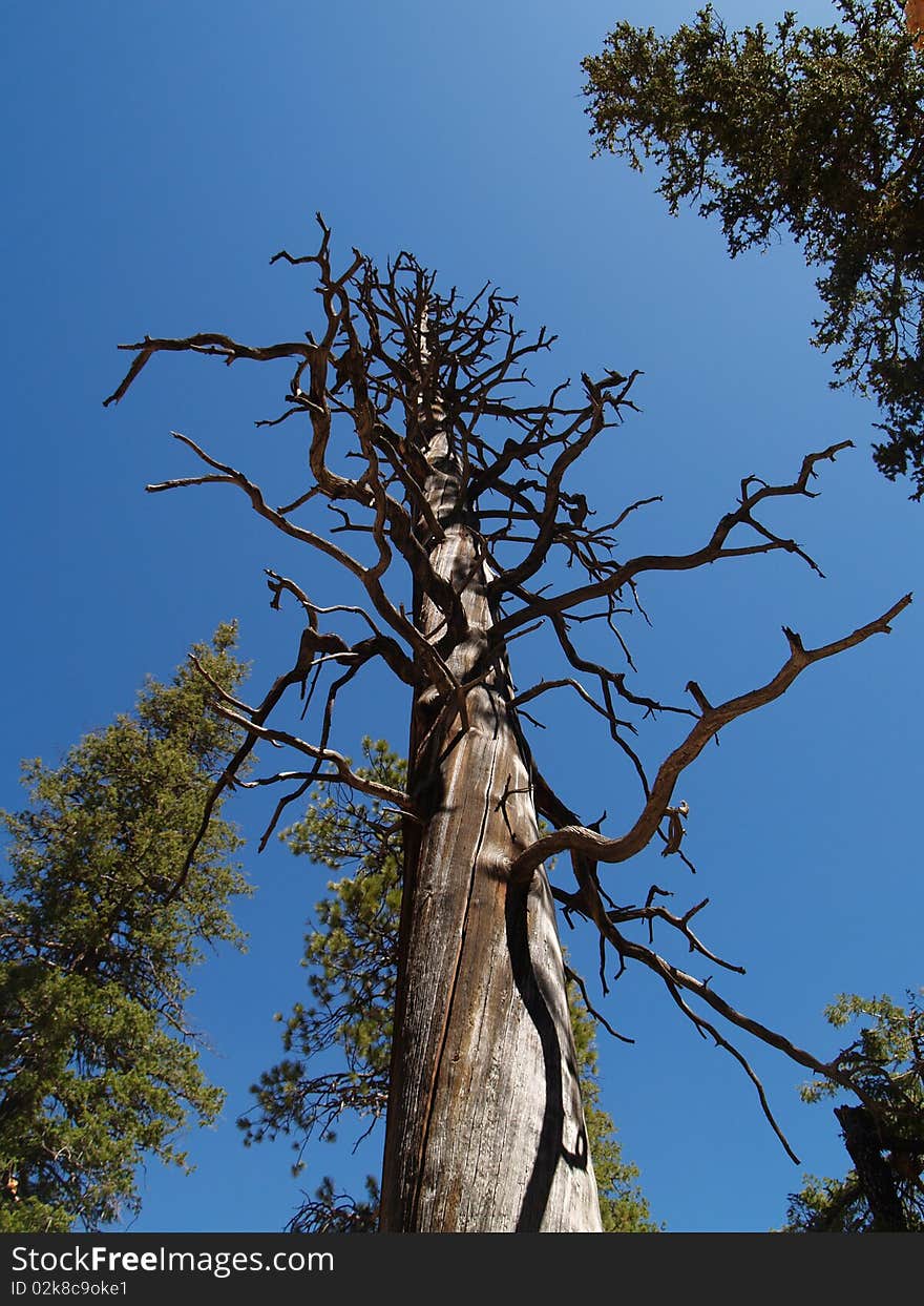 A dead lodgepole pine alng the peekaboo trail at Bryce canyon, Ut