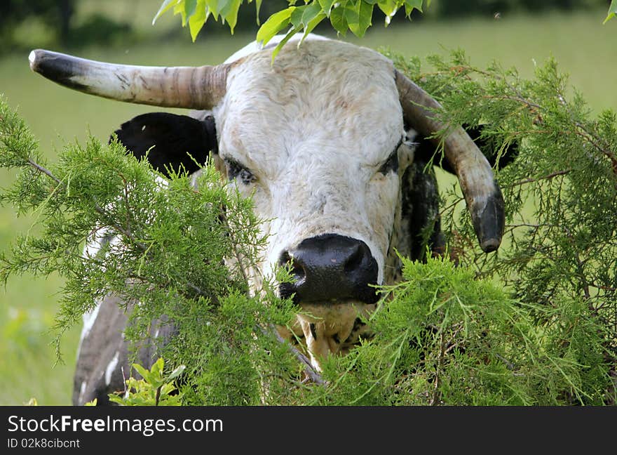 Black and white bull with one horn up and one horm down. Black and white bull with one horn up and one horm down.