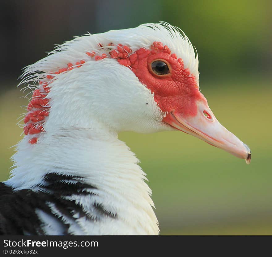 Muscovy Duck Profile