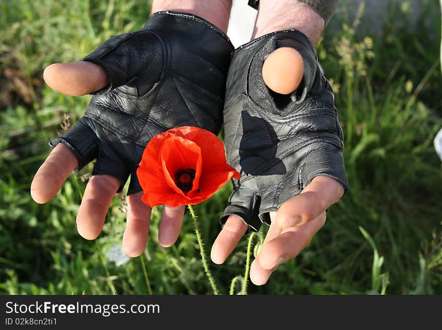 Red Poppy