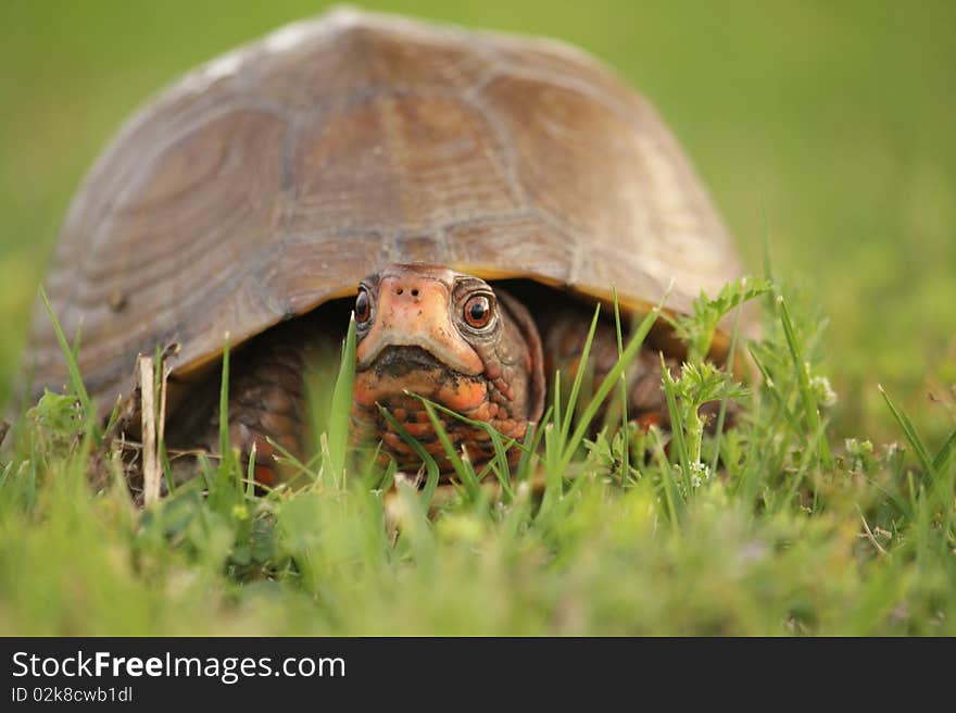 Box Turtle