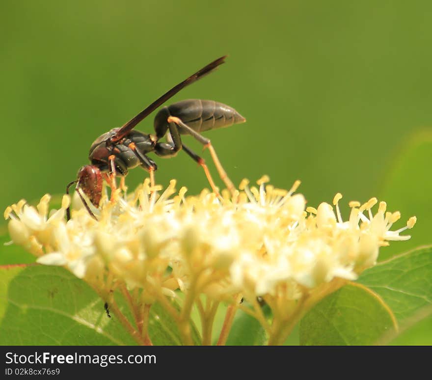 Wasp Flower