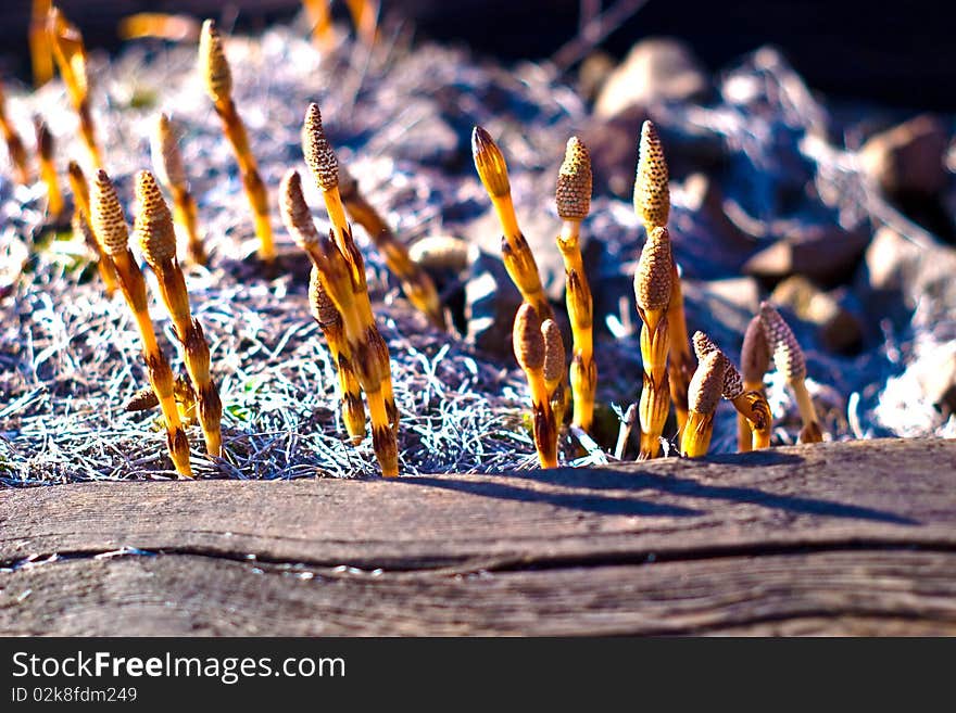 Plants for natural background, fluffy wild plant grouped in sunny day