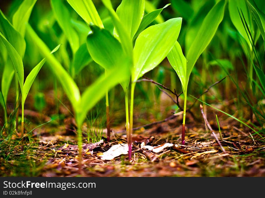 Plants for natural background, fluffy wild plant grouped in sunny day