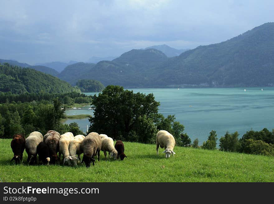 Landscape with sheeps, lake and mountains