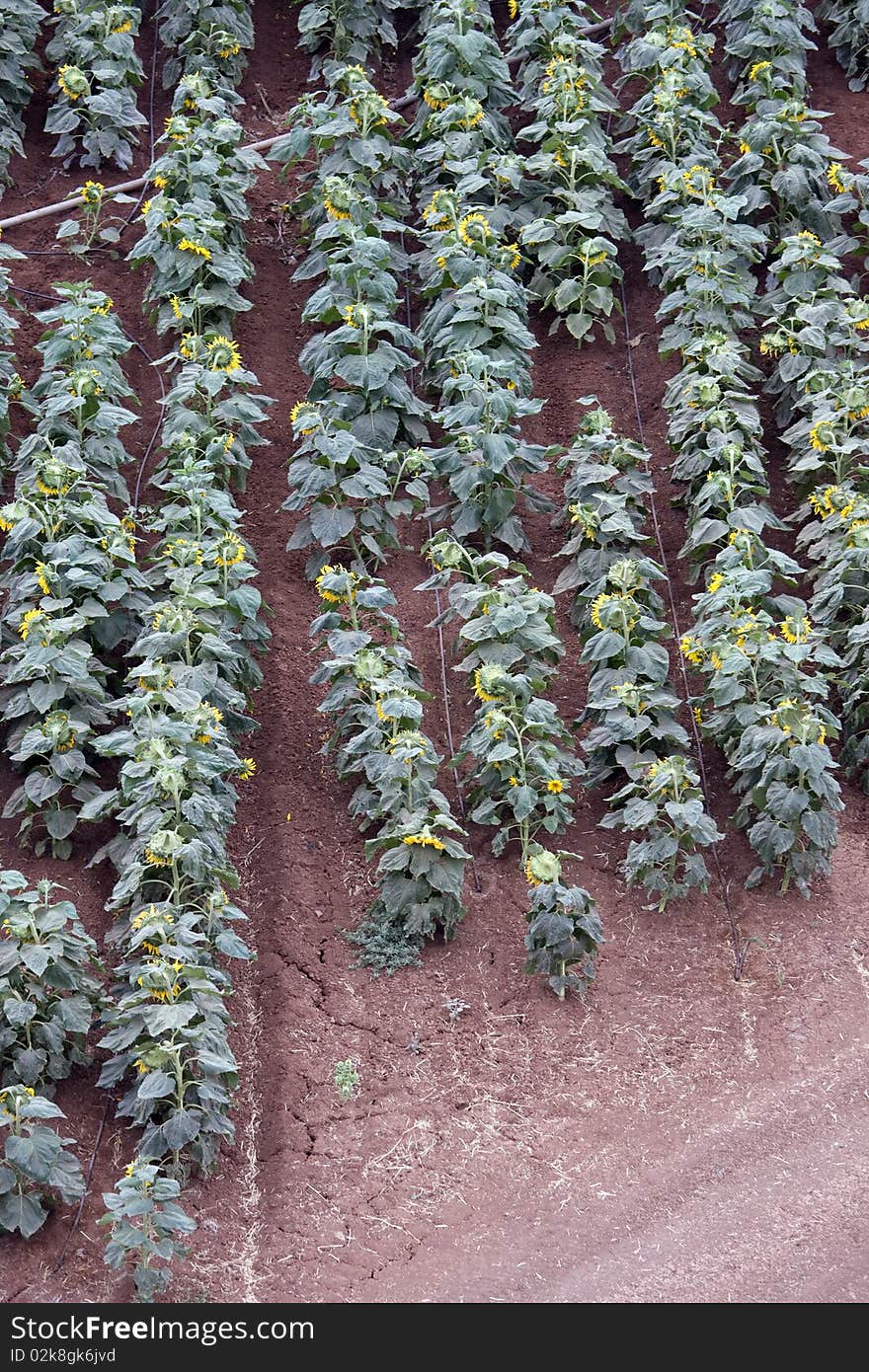 Aerial landscape with rural sunflower field