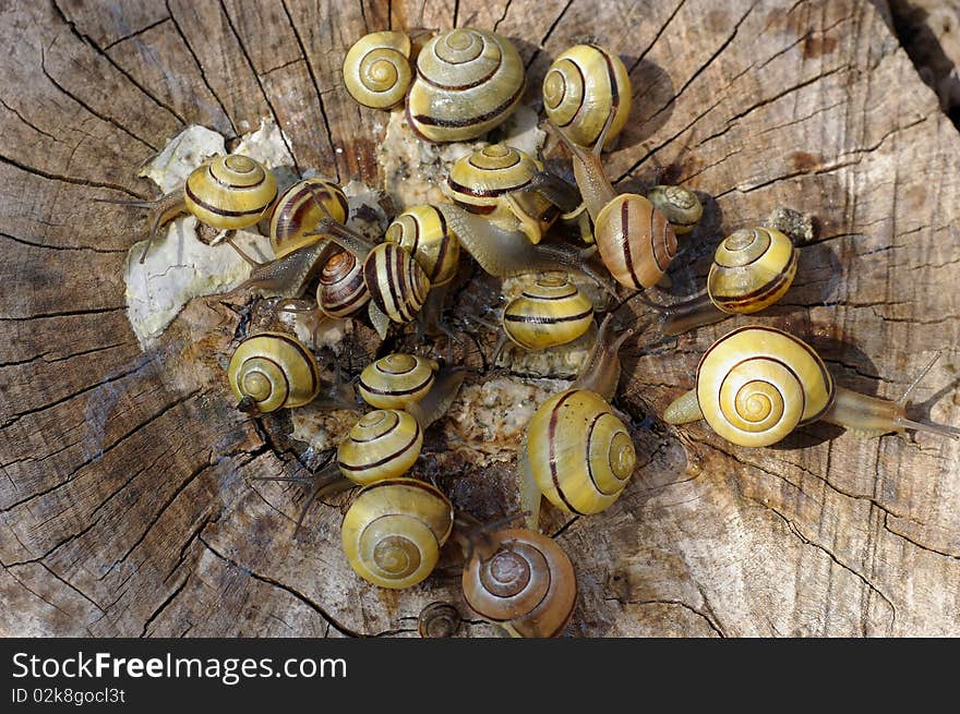 A bunch of pomatia snails on wood