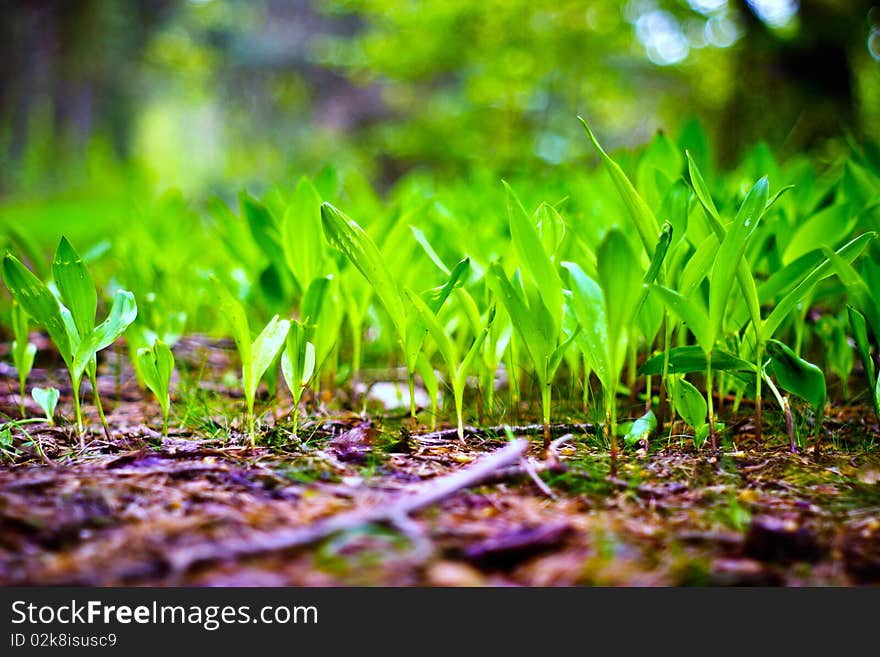 Plants for natural background,
fluffy wild plant grouped in sunny day