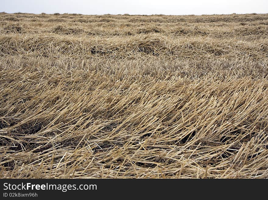 Landscape with rural fields at hot summer