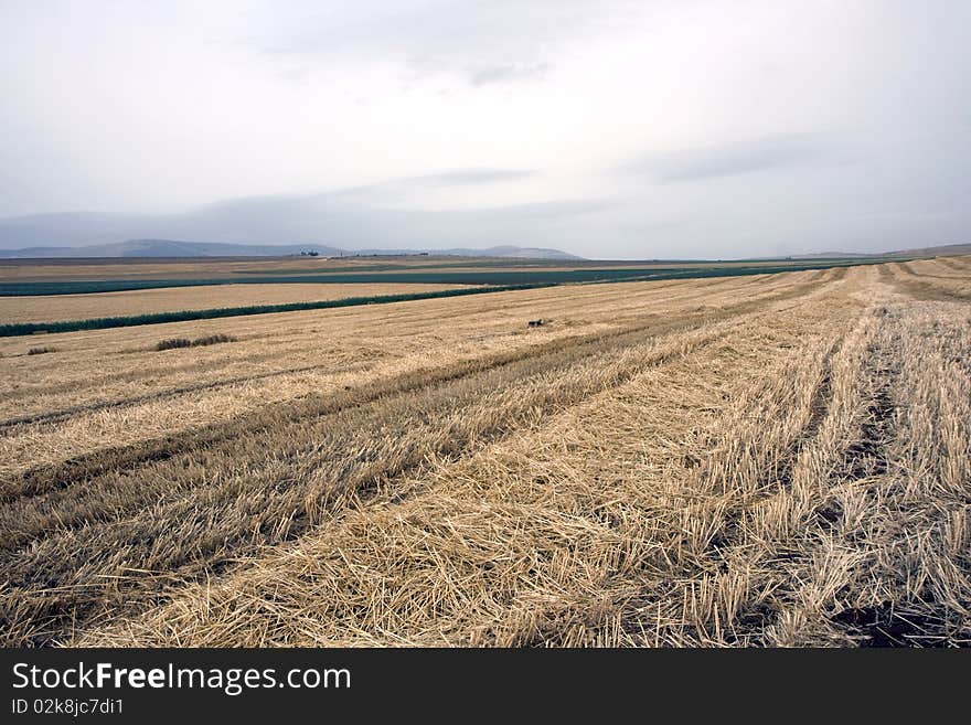 Landscape with rural fields at hot summer