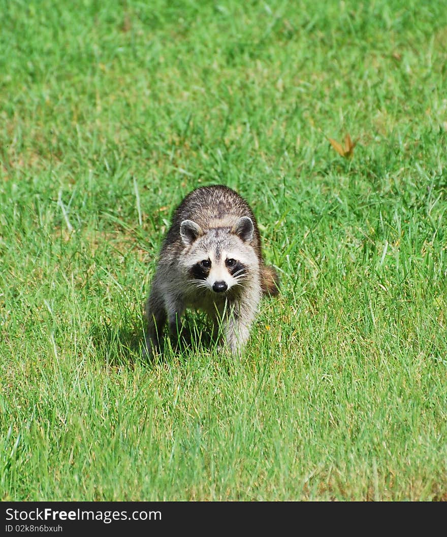 Adult raccoon roaming in a neighborhood yard