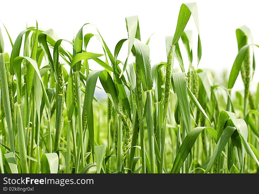 Green wheat on white background. Close up ears