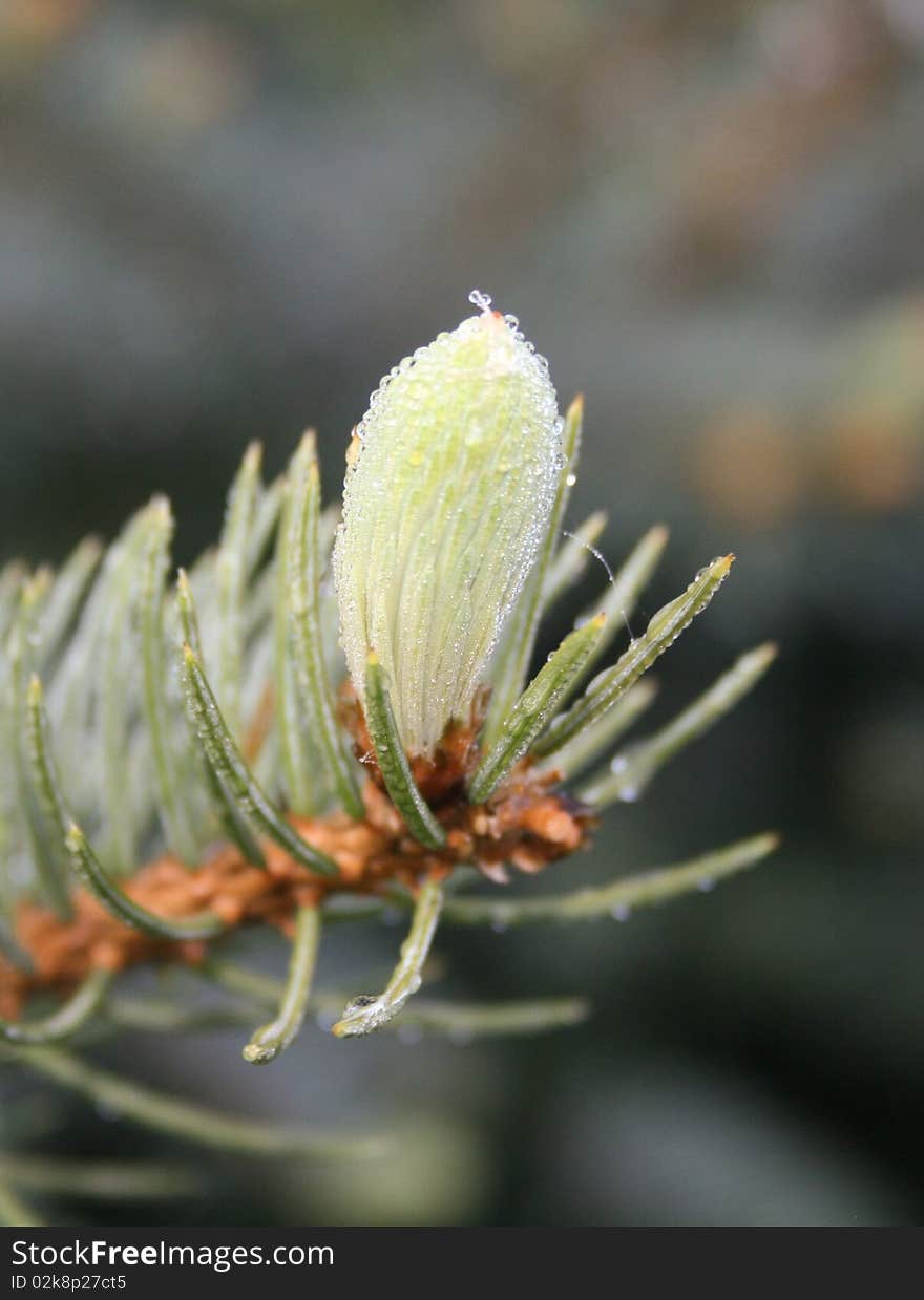 Fir-cone