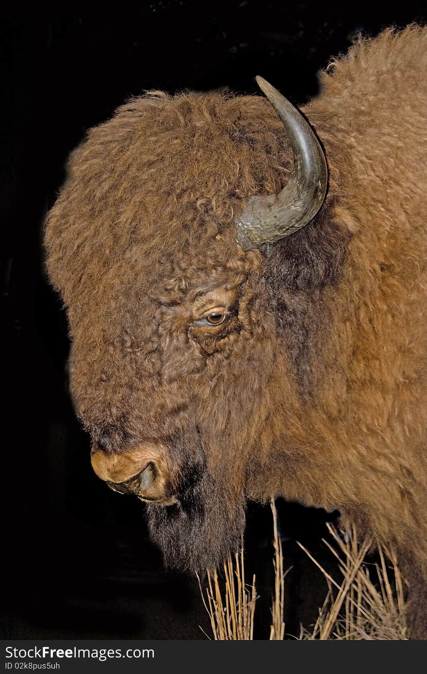 The massive head of a bison aka American buffalo. The massive head of a bison aka American buffalo