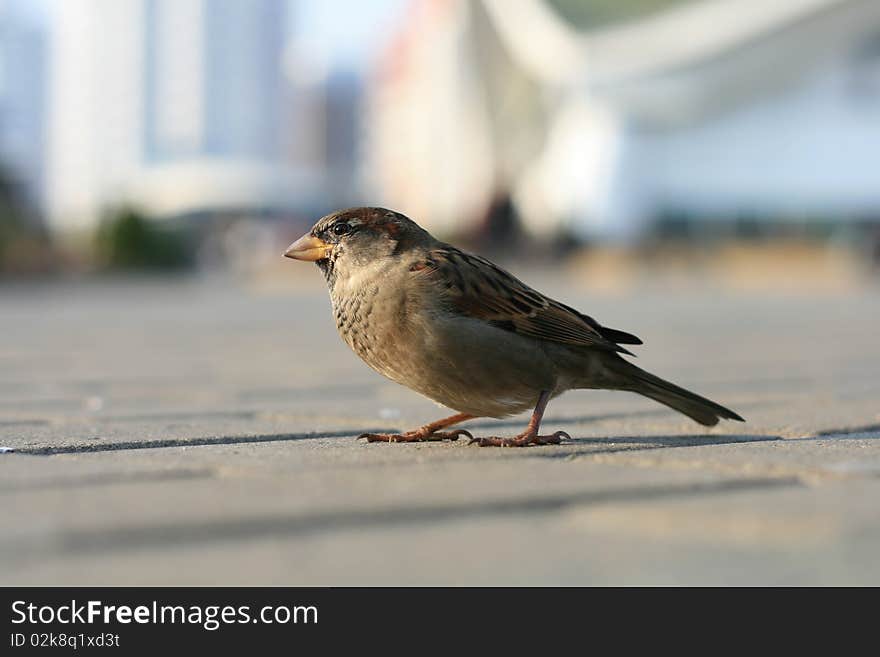 Close view of nice lonely sparrow