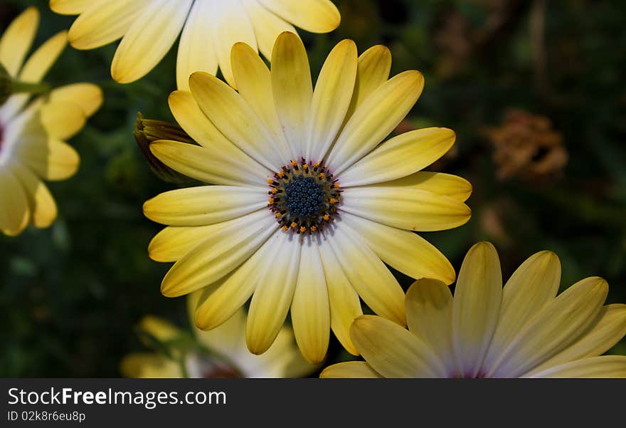 Flowers with pollen and yellow petals. Flowers with pollen and yellow petals