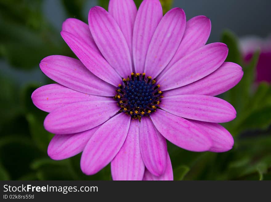 Flower with pollen and violet petals. Flower with pollen and violet petals