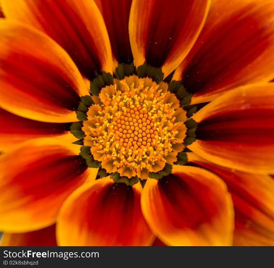 Tiger flower with orange colors and pollen