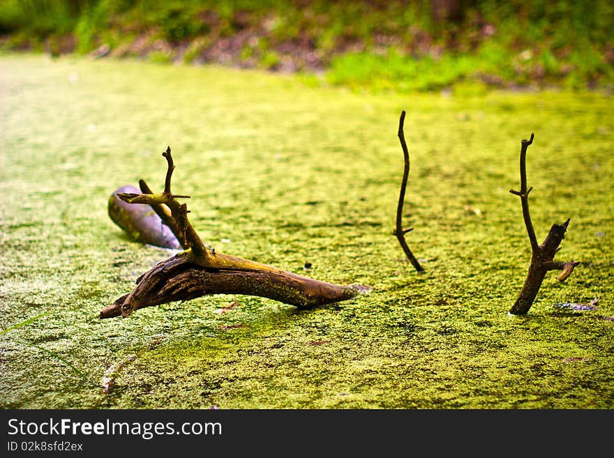 Old grey wood textured for abstract background