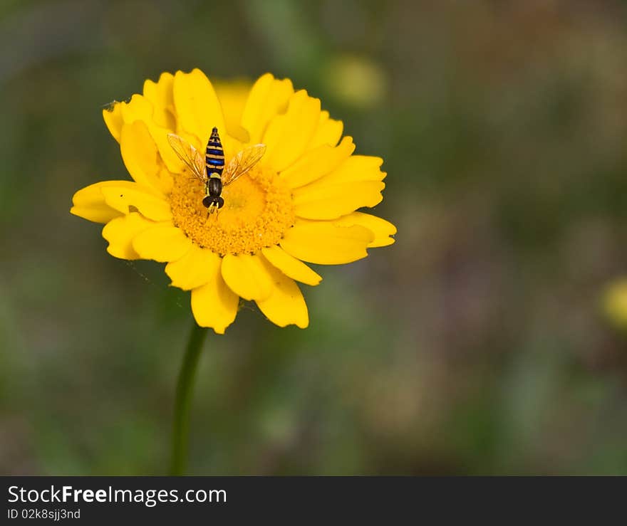 Blue wasp over yellow flower