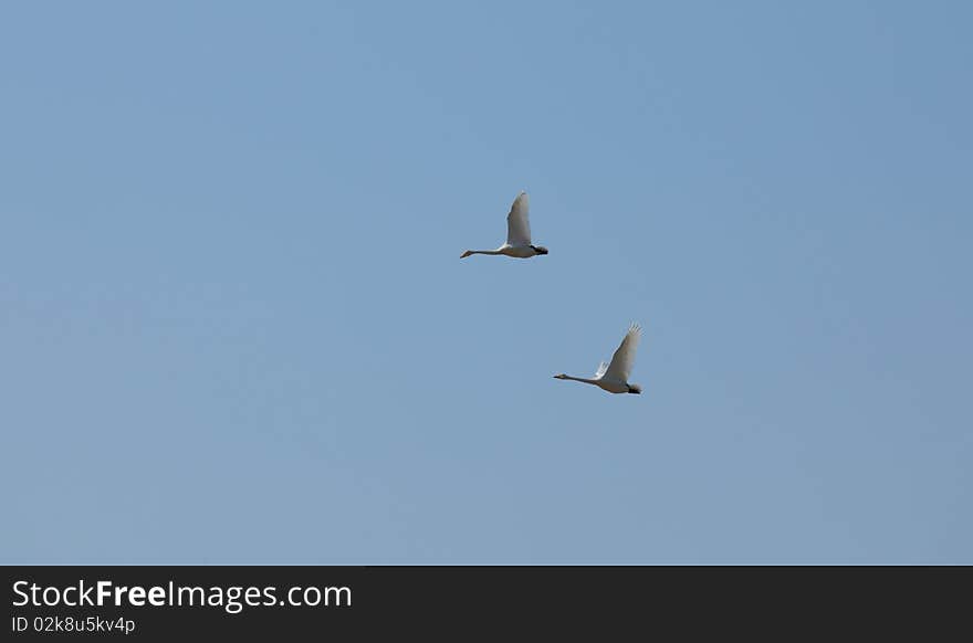 Couple of swans flying in the sky